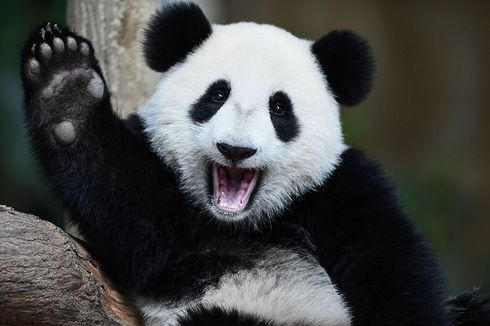 Fakta Menarik Dua Warna Bulu Panda, Alat Kamuflase dan Komunikasi