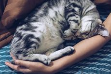 Keuntungan dan Kerugian Tidur Malam Bersama Kucing