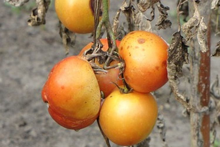 Ilustrasi busuk buah tomat