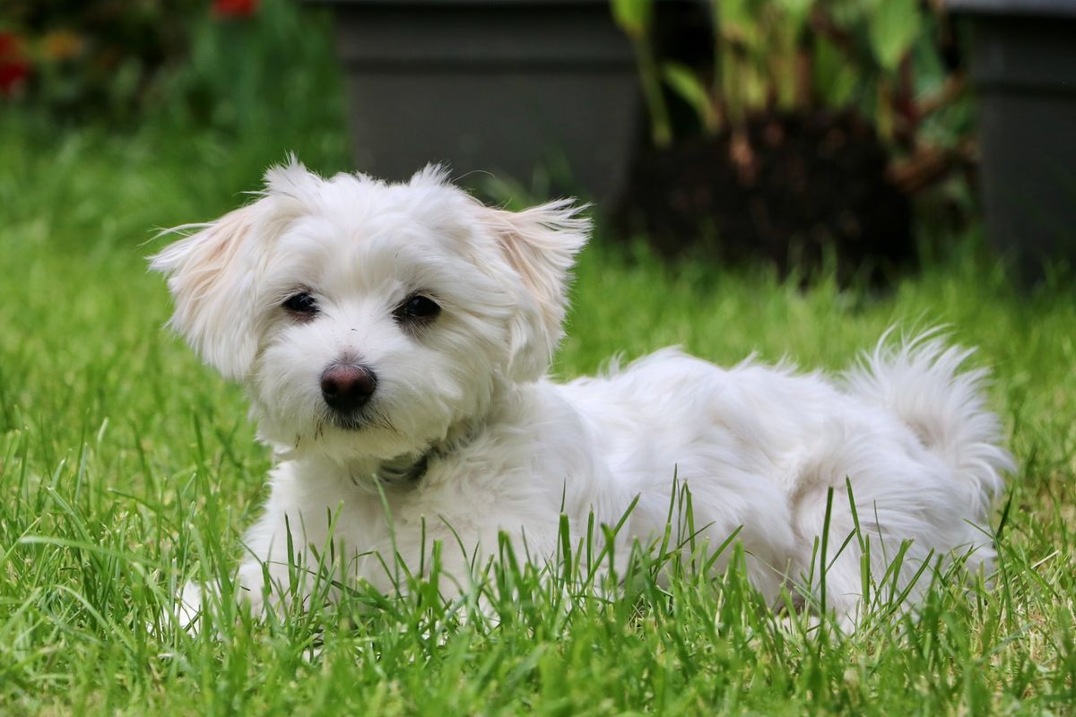 Ilustrasi anjing Maltese.