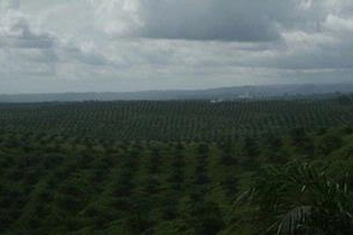 Ilustrasi kebun sawit