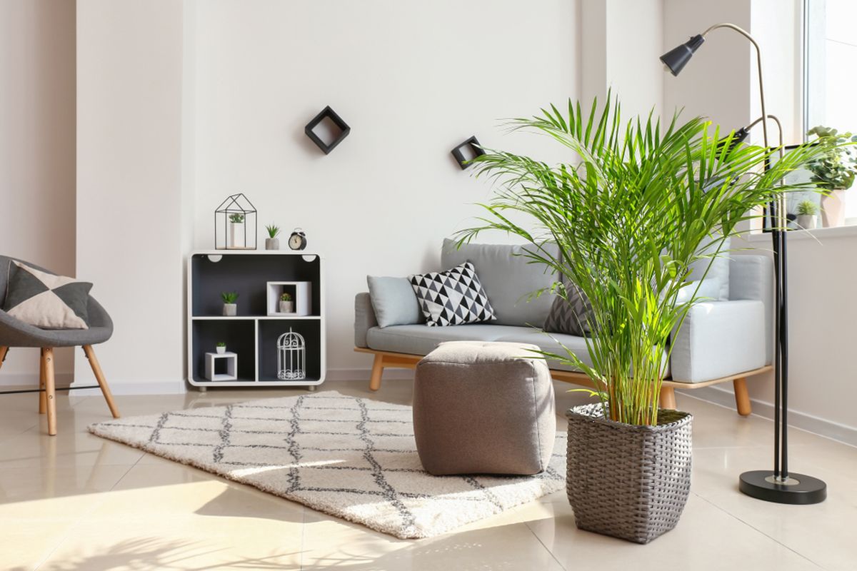 Ilustrasi tanaman hias areca palm di ruang keluarga.