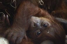 Perdana dalam 15 Tahun, Bayi Orangutan Sumatera Lahir di Kebun Binatang Philadelphia AS