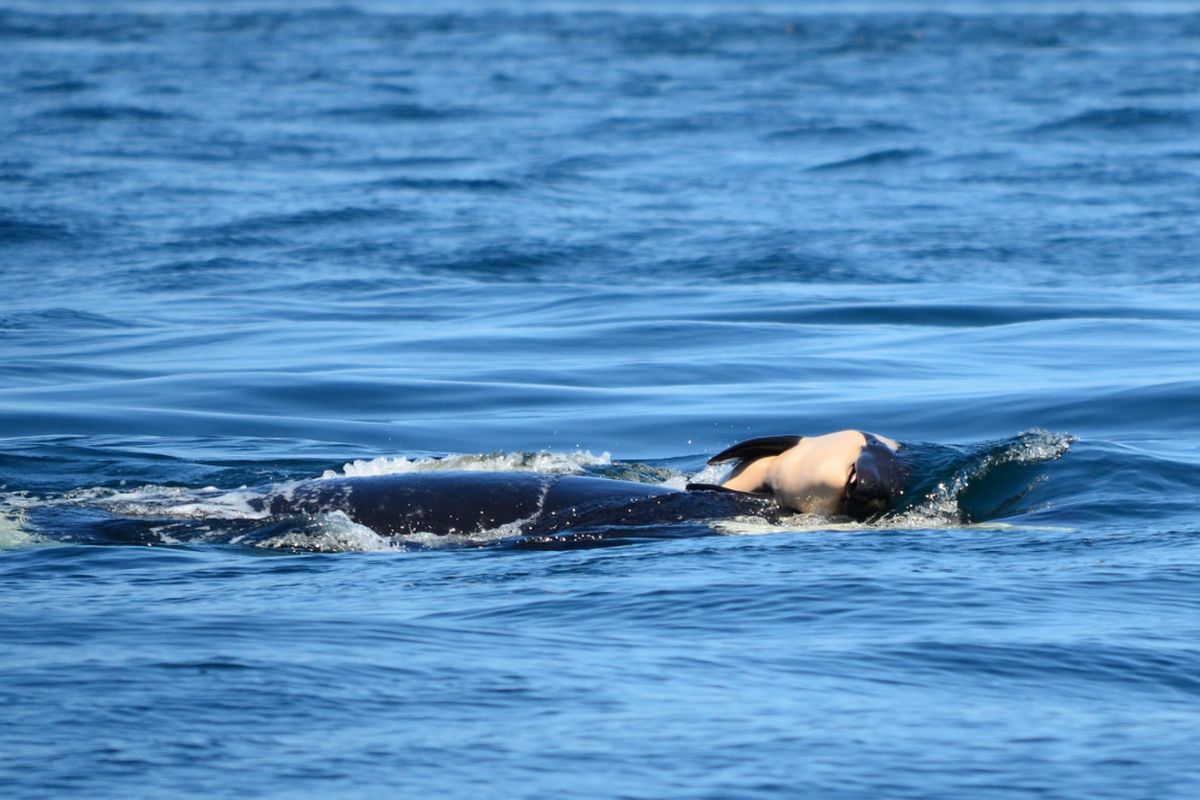 Bayi orca terlihat didorong oleh induknya, Selasa (24/7/2018) yang lalu