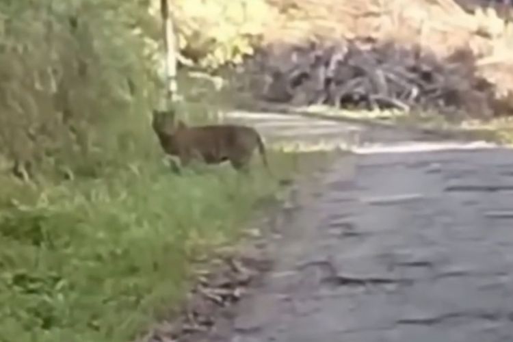 Cerita Menegangkan Warga di Agam, Rekam dan Usir Harimau yang Sedang 