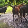 Bornean Bull Population in Indonesia’s Lamandau Forest Dwindling