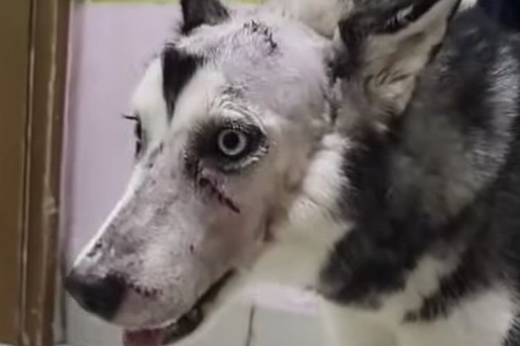 Anjing Husky di Babelan Bekasi Diduga Dibacok, Polisi Turunkan K9 Cari Pelaku