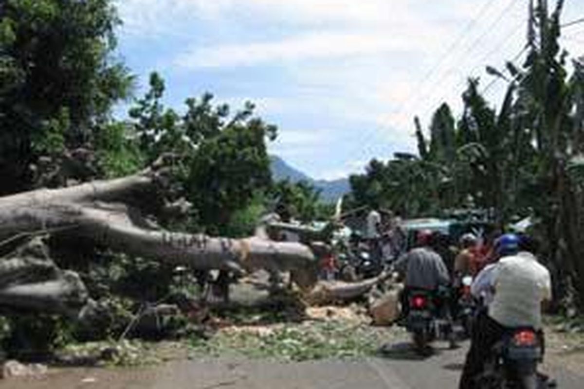 Ilustrasi pohon tumbang