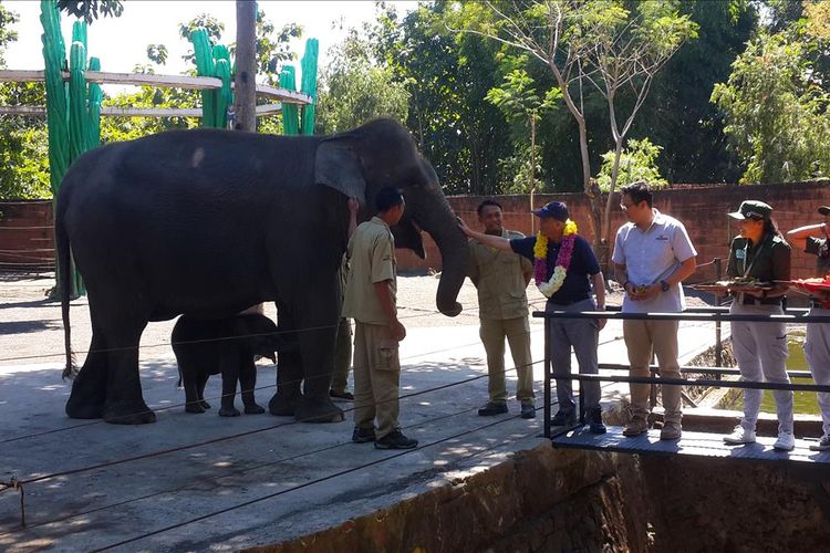 Direktur Konservasi Sumber Daya Alam pada Kementerian Lingkungan Hidup dan Kehutanan, Wiratno saat melihat bayi gajah yang lahir di Batu Secret Zoo, Kota Batu, Sabtu (13/7/2019)