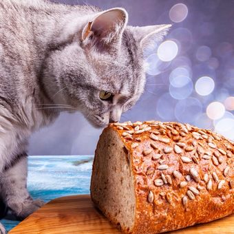 Kucing sedang makan roti