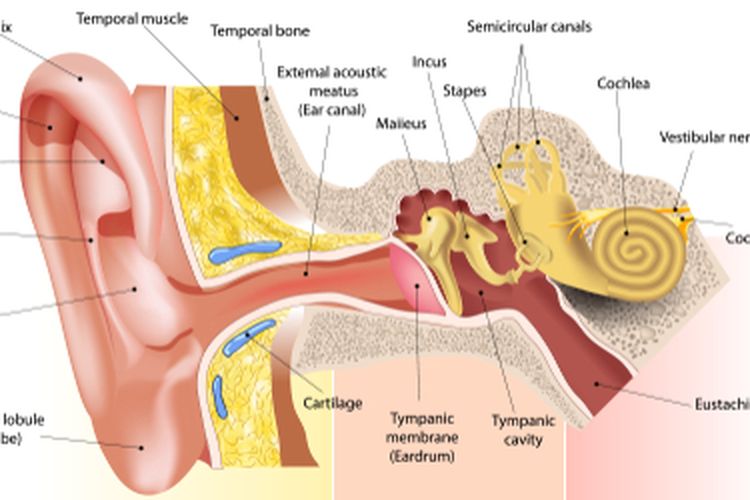 5 Cara Mengatasi Telinga Berdengung Halaman All Kompas Com