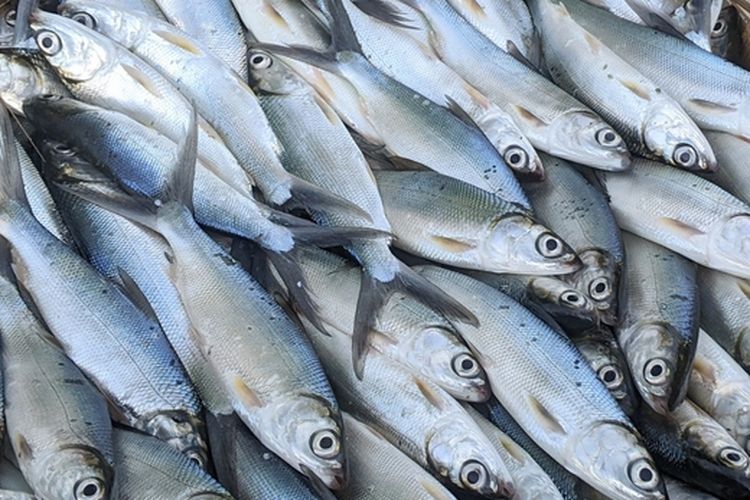 Ilustrasi perikanan, ikan segar hasil tangkapan nelayan. 