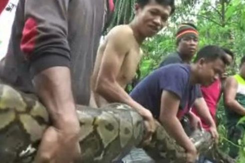 4 Cerita Warga Bertemu Langsung Ular Piton di Sulawesi Barat