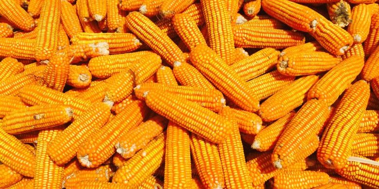Pemerintah Impor Jagung Peternak Ayam Riang Halaman All Kompas Com