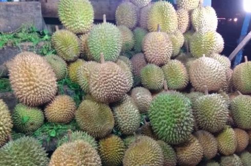 Panen di Sanggau, Durian Lokal Indonesia Siap Bersaing di Dunia