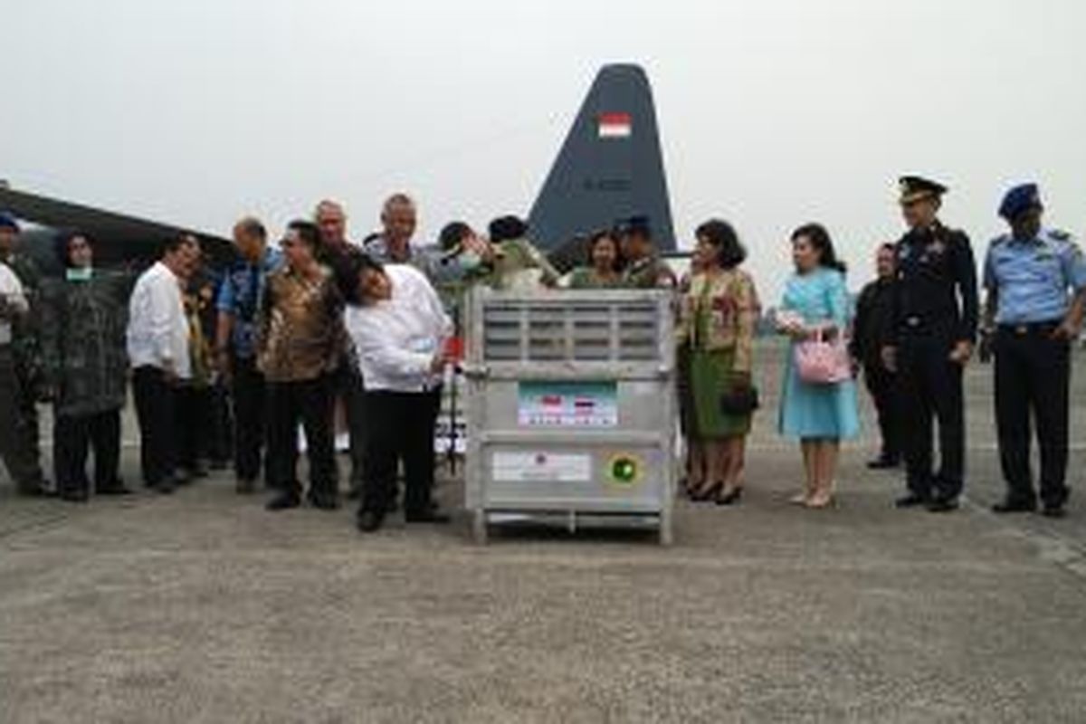 Menteri Lingkungan Hidup dan Kehutanan, Siti Nurbaya, menyambut salh satu dari 14 orangutan kembali ke Indonesia. 