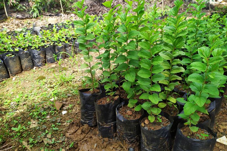 Ilustrasi bibit bidara