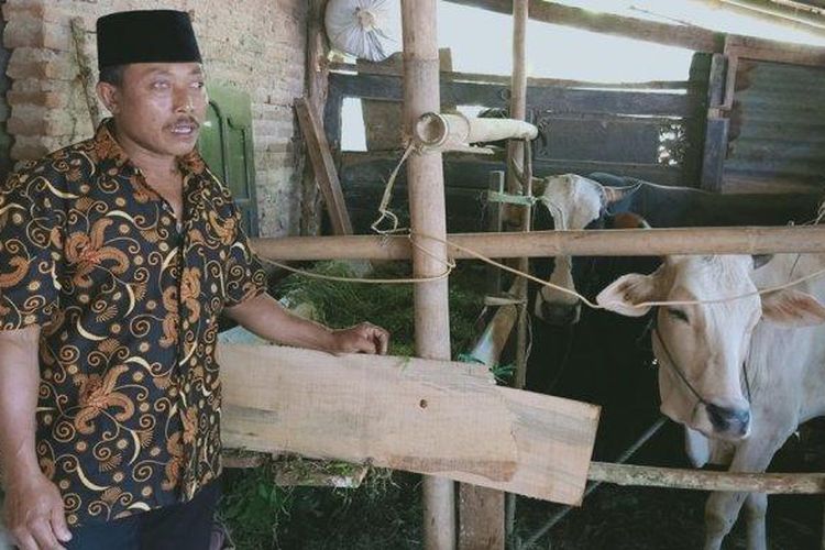 Dua ekor Sapi yang dijadikan untuk lamaran

