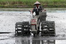 Demi Kesinambungan, Investasi Pertanian Butuh Kawalan Kelembagaan