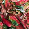Cara Mengurangi Warna Hijau pada Daun Aglonema