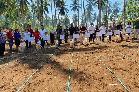Genjot Produksi Jagung Nasional, Kementan Lakukan Penanaman Terintegrasi di Kebun Kelapa