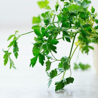 Ilustrasi parsley