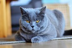 Kenali, Ini 8 Ras Kucing Abu-abu yang Unik dan Menggemaskan