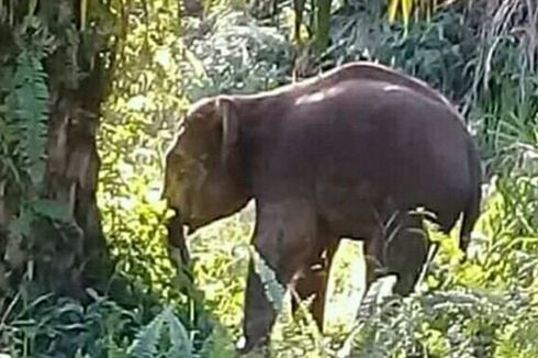 Sekelompok Gajah Keluar dari Habitatnya akibat Karhutla