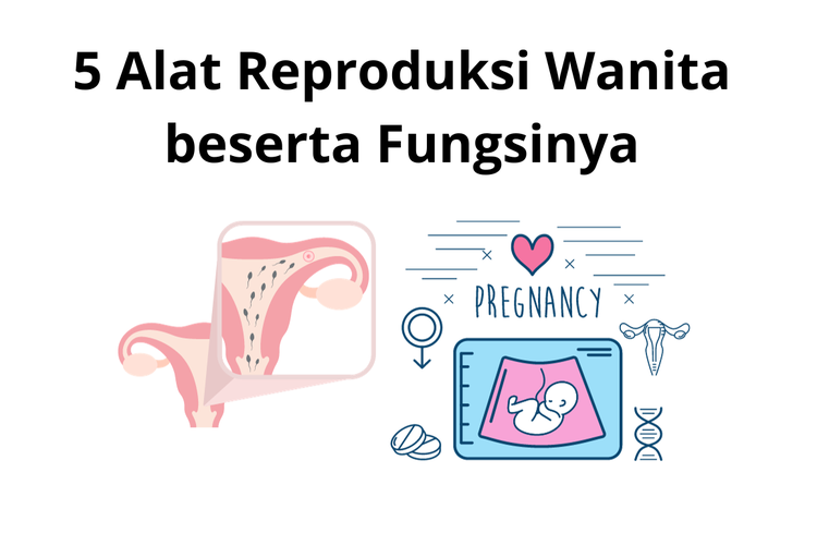 Wanita memiliki lima alat atau organ reproduksi pada tubuhnya.
