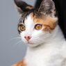 Tempe Bisa Berbahaya Bagi Kucing, dapat Memicu Hipertiroid