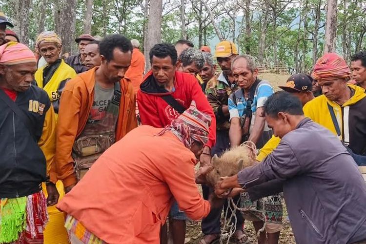 Tebang Pohon di Cagar Alam Gunung Mutis NTT, Kelompok Tani Didenda Adat 1 Ternak Babi