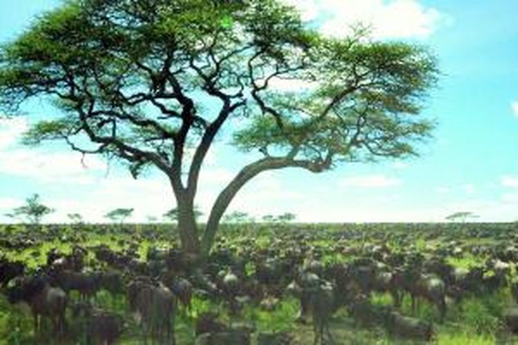 Wildebeest di Serengeti, Tanzania.