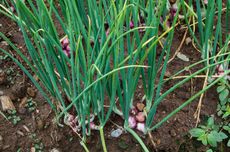 Cara Merawat Bawang Merah dengan Mudah