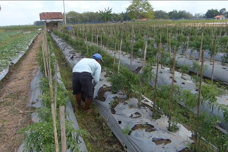 Dampak Kemarau, Petani Cabai Merah di Purworejo Terancam Gagal Panen 