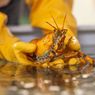 Lobster Langka Warna Kuning Terjaring Nelayan, Ini Penampakannya