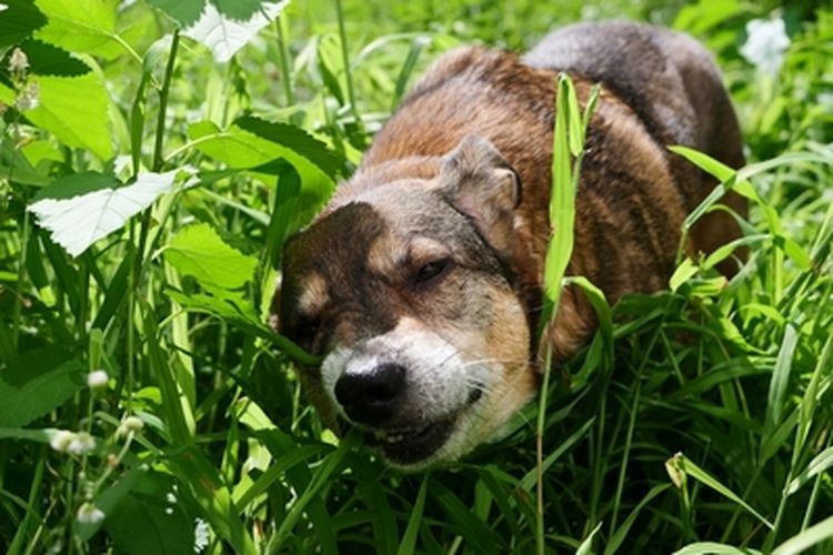 Ilustrasi anjing makan rumput