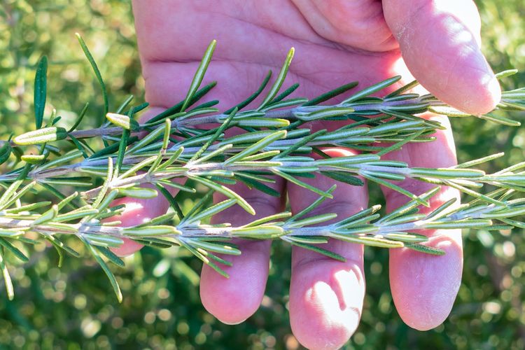Ilustrasi daun Rosemary. 