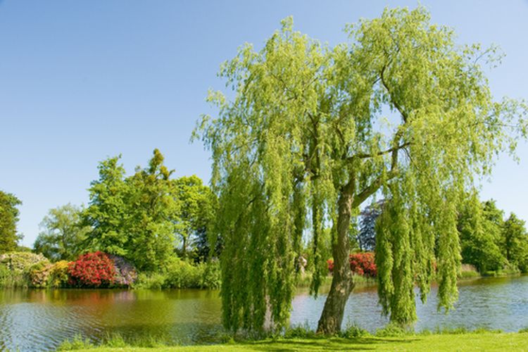 Pohon liang liu yang lebih dikenal sebagai weeping willow atau janda merana