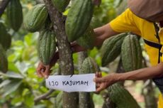 Hasil Bologna Vs Cremonese 1-3: Vardy 2 Gol, Emil Audero dkk Menang