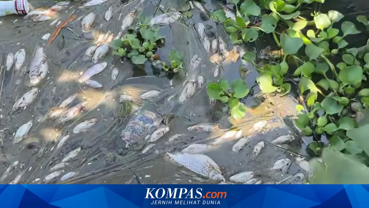 Imbas Ikan Mati Massal, Pemdes Bendungan Purworejo Siapkan Aturan Khusus