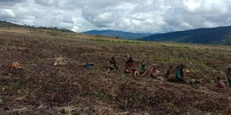 Warga Kabupaten Lanny Jaya, Papua, dipotret setelah gagal memanen hasil kebun mereka yang terserang cuaca ekstrem.