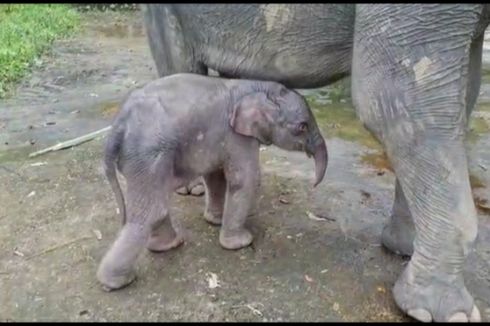 Bayi Gajah Jantan Lahir di Kawasan Wisata Tangkahan, Indikasi Satwa Liar Masih Mau Bereproduksi dan Merasa Nyaman