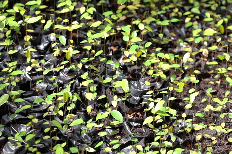 Pembibitan pohon belerengan oleh Kelompok Masyarakat Nusa Berseri 