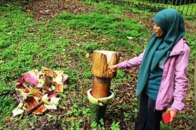 Bunga bangkai korban penimpukan oknum pengunjung di Kebun Raya Cibodas, Cianjur keadaannya mengenaskan. Destri, peneliti bunga bangkai LIPI yang sedang menunjukan dampak akibat pelemparan tersebut.