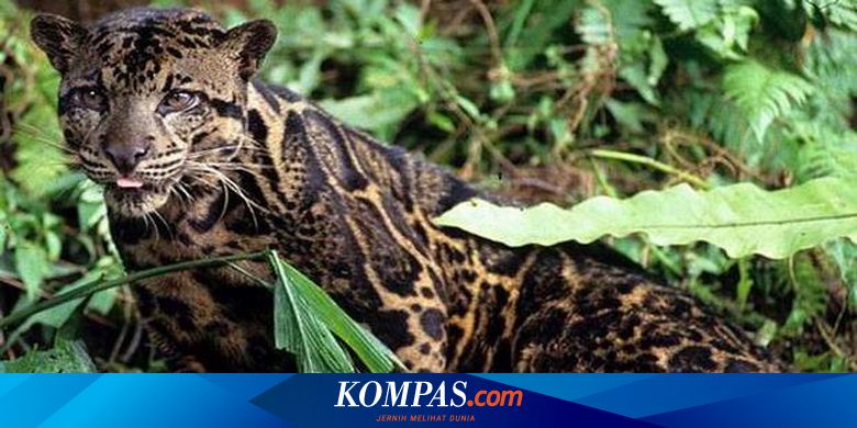 Ada 5 Jenis Kucing Liar Di Sumatera