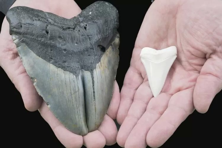 Fosil gigi Megalodon (kiri) dan gigi hiu putih besar (kanan)