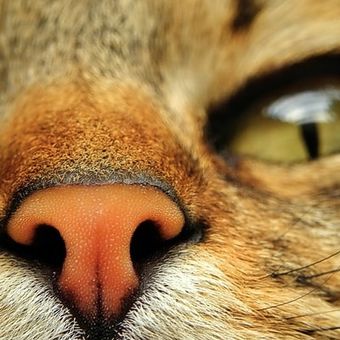 Pada beberapa kondisi, kita kerap melihat hidung kucing berair dan membuat kita bertanya-tanya enapa hidung kucing basah.