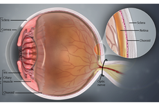 Perbedaan Sklera dan Konjungtiva pada Mata