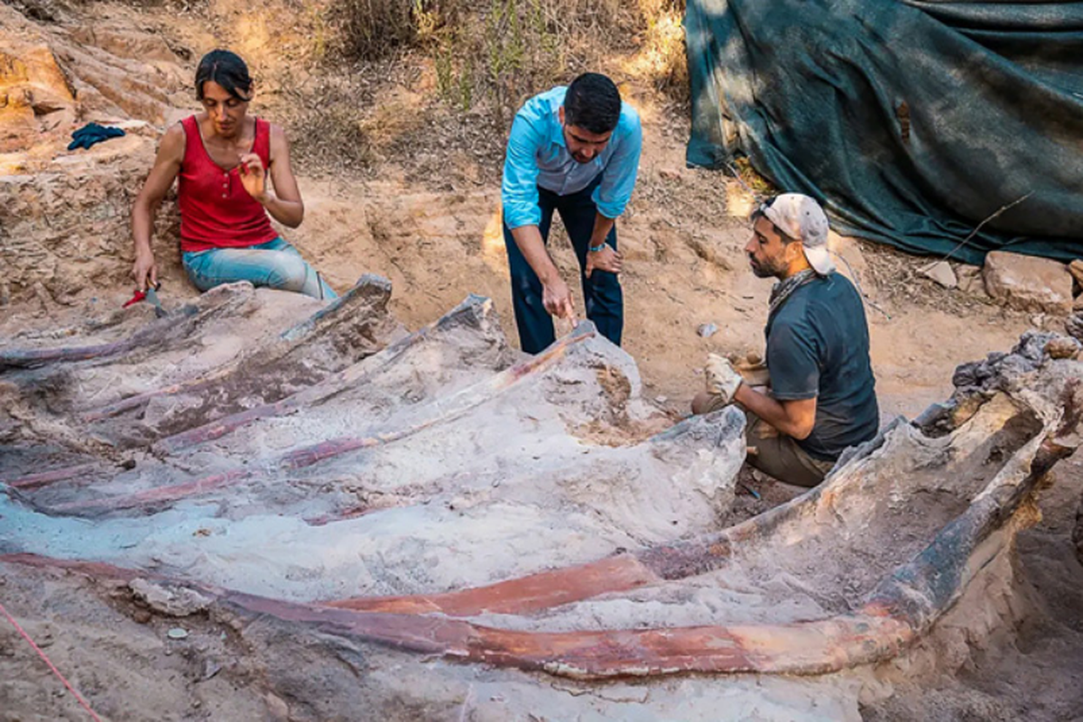 Fosil dinosaurus terbesar yang ditemukan di Eropa 
