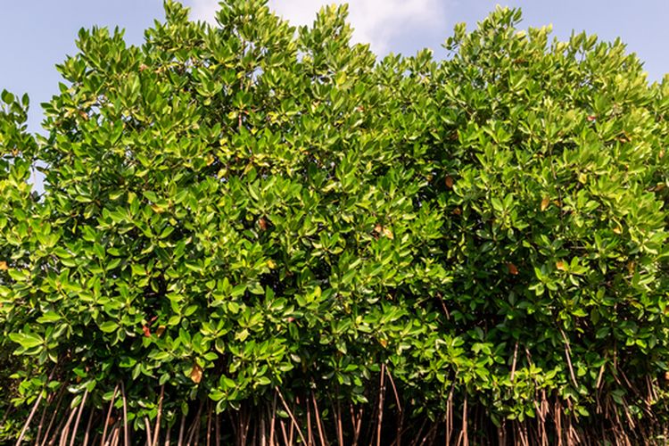 Ilustrasi tanaman mangrove. 